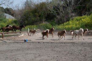עגלת קפה ברנצו תמונה של סוסים