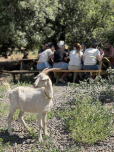 חלאוולאוו עגלת קפה מושב אודם רמת הגולן תמונה של גדי