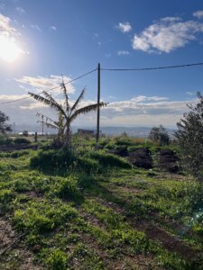 עגלה בשדה עגלת קפה שדה אפרים תמונה של נוף העגלה