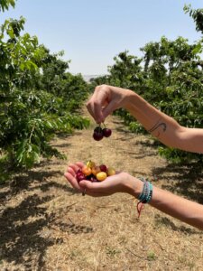 קפה קפקה עגלת קפה מושב שעל בגולן תמונה של דובדבנים